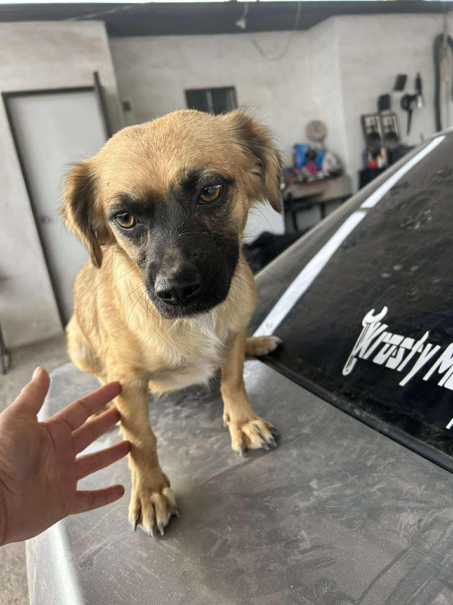 Enlarge Willow, a Adoptable mixed breed in Palm Desert, CA image 4/5