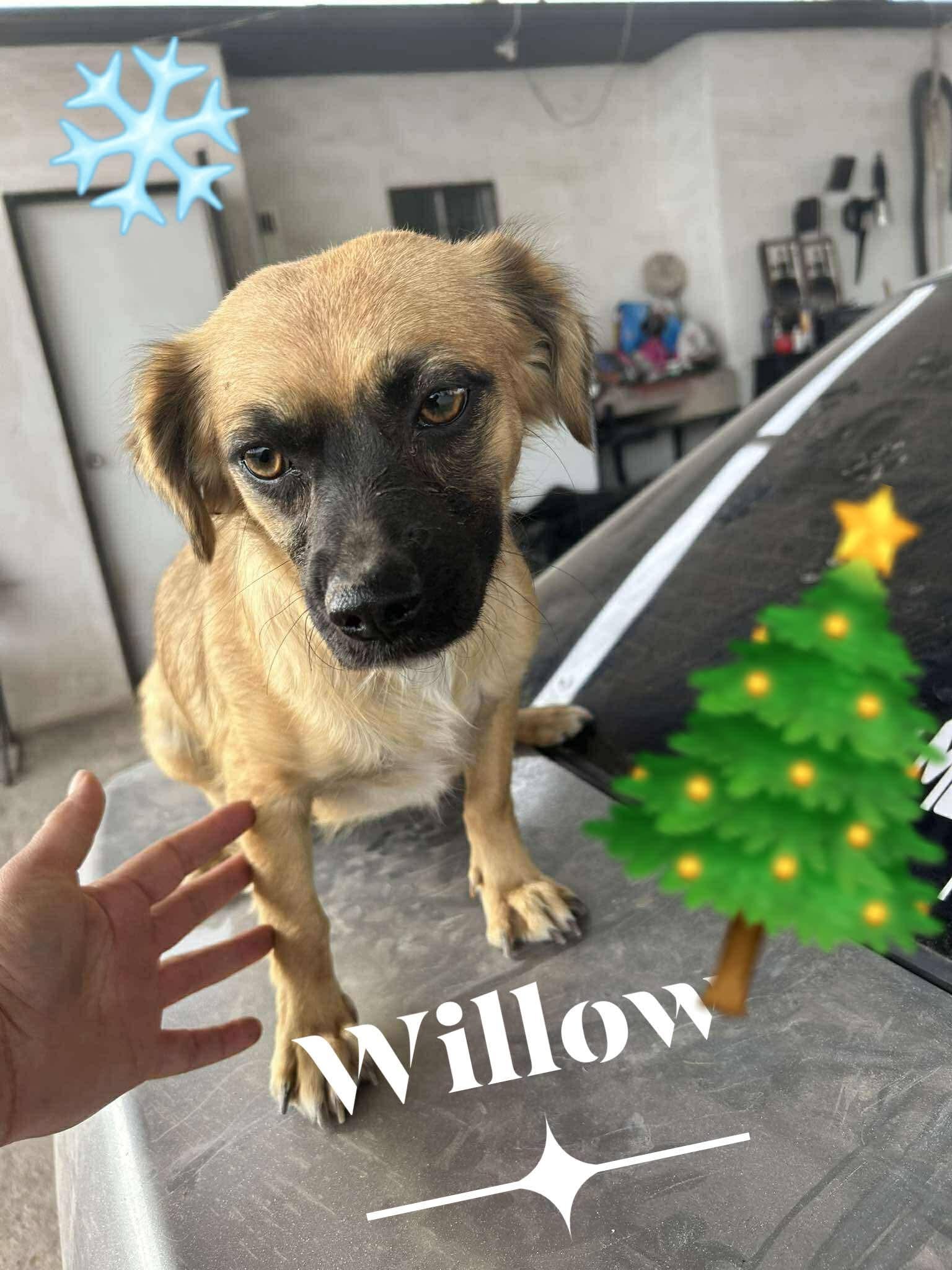 Enlarge Willow, a Adoptable mixed breed in Palm Desert, CA image 5/5