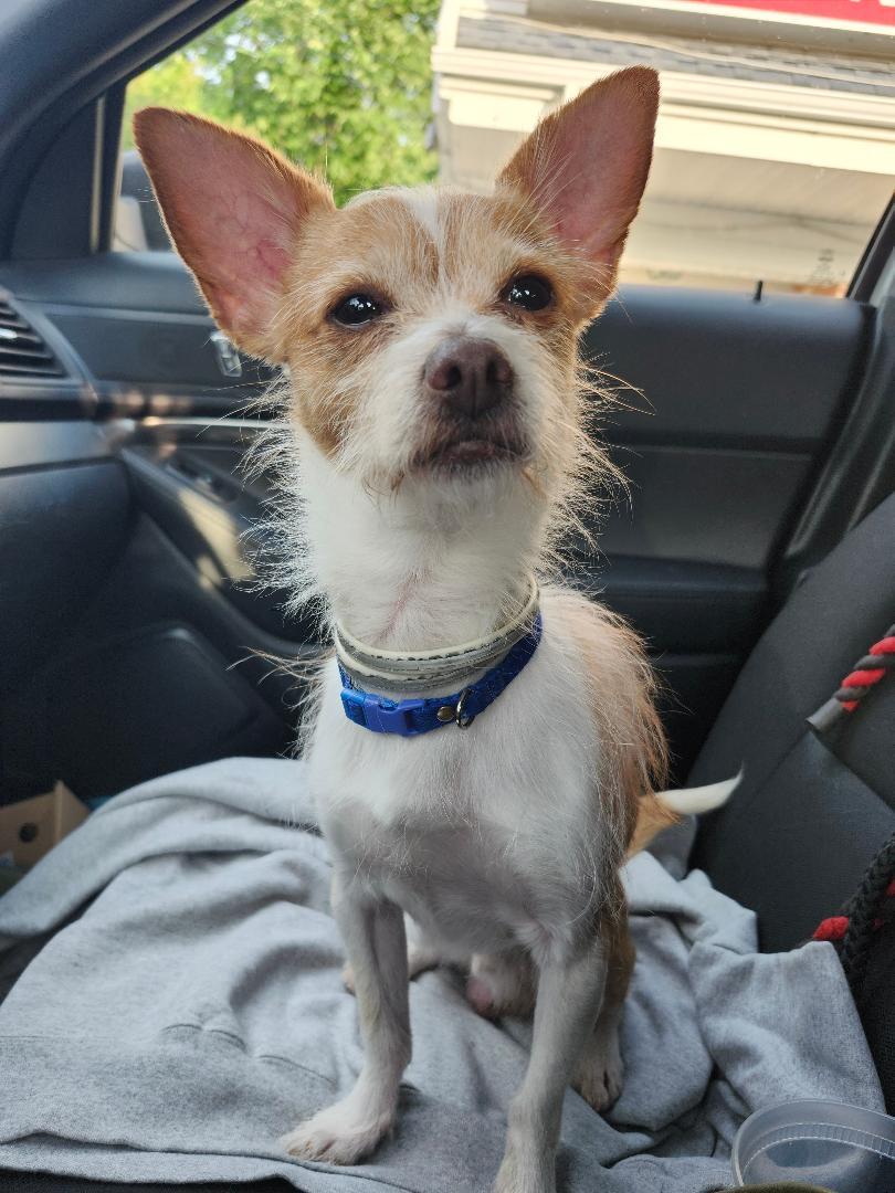 Gonzo-7/4/26, an adopted mixed breed in Lambertville, NJ image 2/3