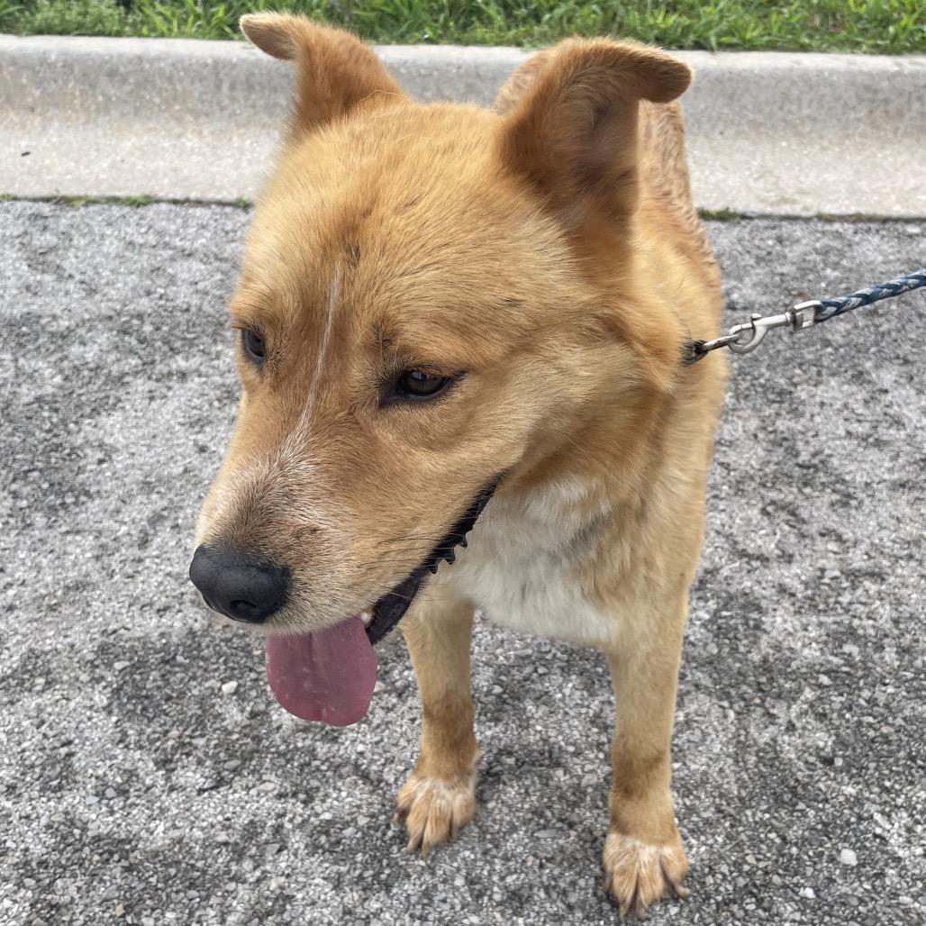 Browny, Adoptable, Young Male Mixed Breed.