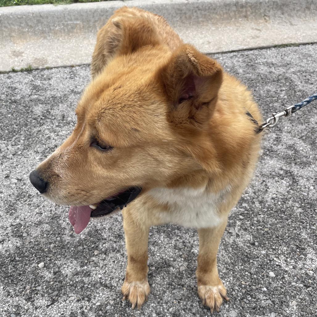 Browny, a Adoptable Mixed Breed in Green Forest, AR image 2/3