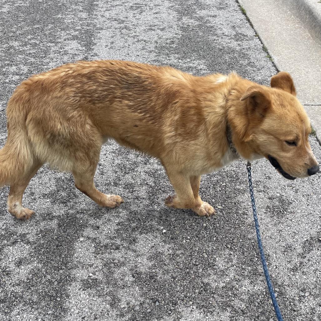 Browny, a Adoptable Mixed Breed in Green Forest, AR image 3/3