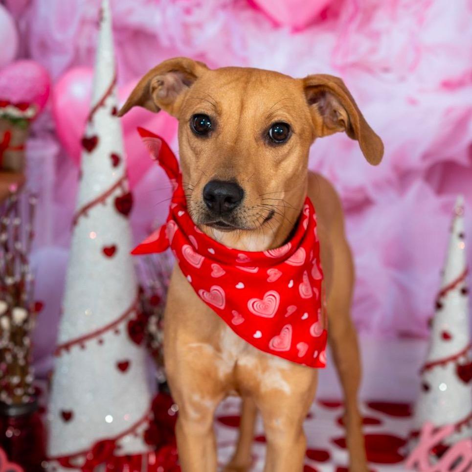 Enlarge Macie, a Adoptable mixed breed in Aberdeen, NC image 2/6