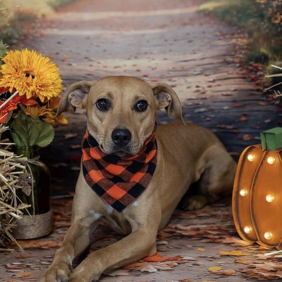 Enlarge Macie, a Adoptable mixed breed in Aberdeen, NC image 6/6