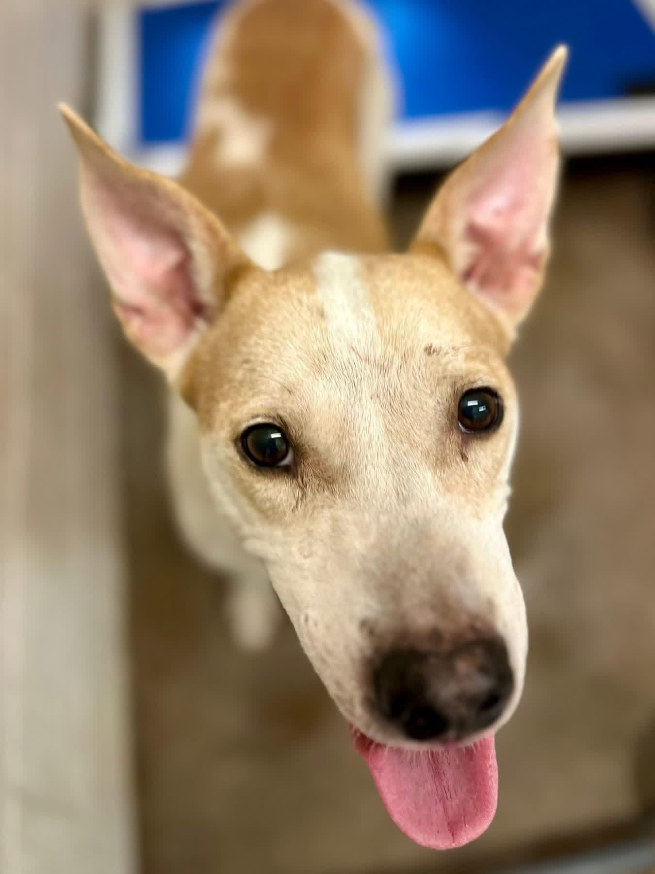 Enlarge Star, a ADOPTABLE mixed breed in Sherman, TX image 1/1