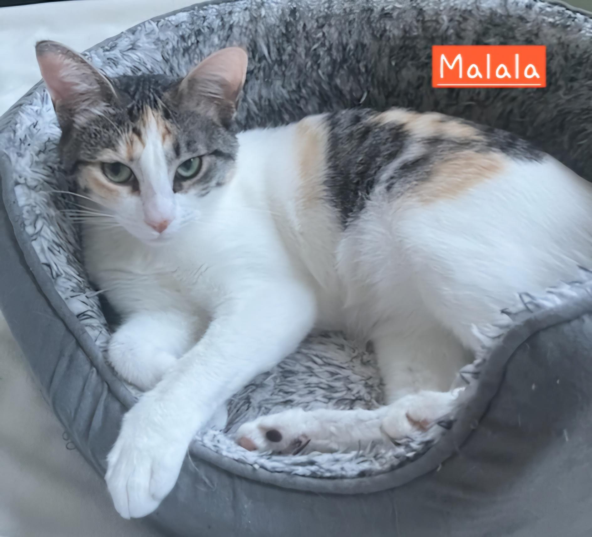 Enlarge Malala, a Adopted Calico in Stockton, CA image 3/5