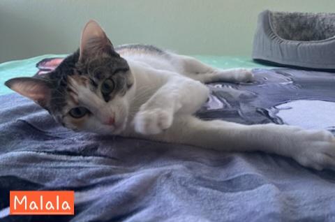 Enlarge Malala, a Adopted Calico in Stockton, CA image 2/5