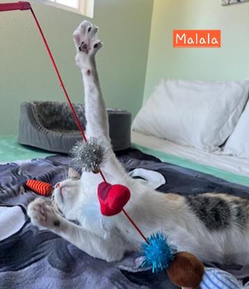 Malala, Adopted, Adult Female Calico.