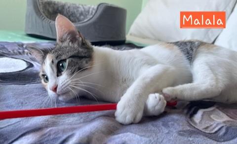 Enlarge Malala, a Adopted Calico in Stockton, CA image 4/5