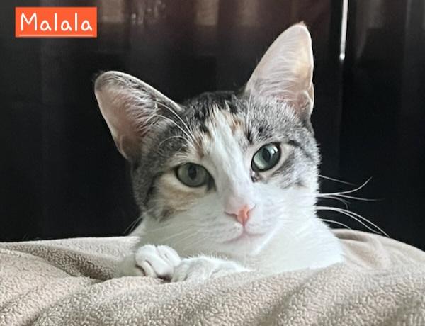 Malala, Adopted, Adult Female Calico.