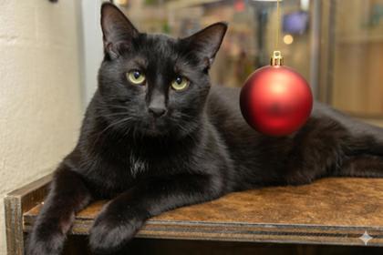 89519a Bojangles - Barn Cat, Adoptable, Adult Male Domestic Short Hair & Domestic Short Hair.