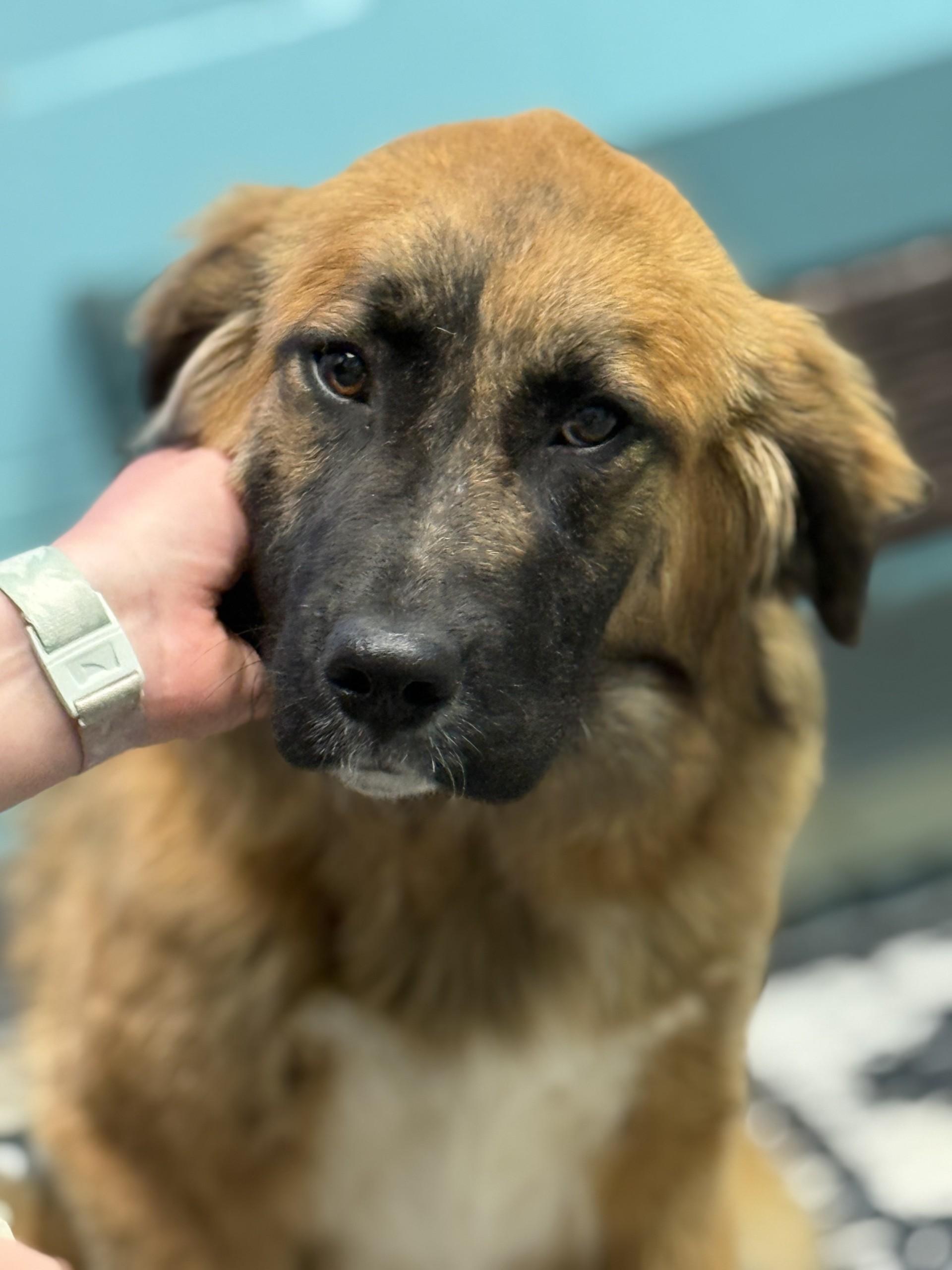 Enlarge Lilipup, an adopted mixed breed in Ashland, VA image 2/3