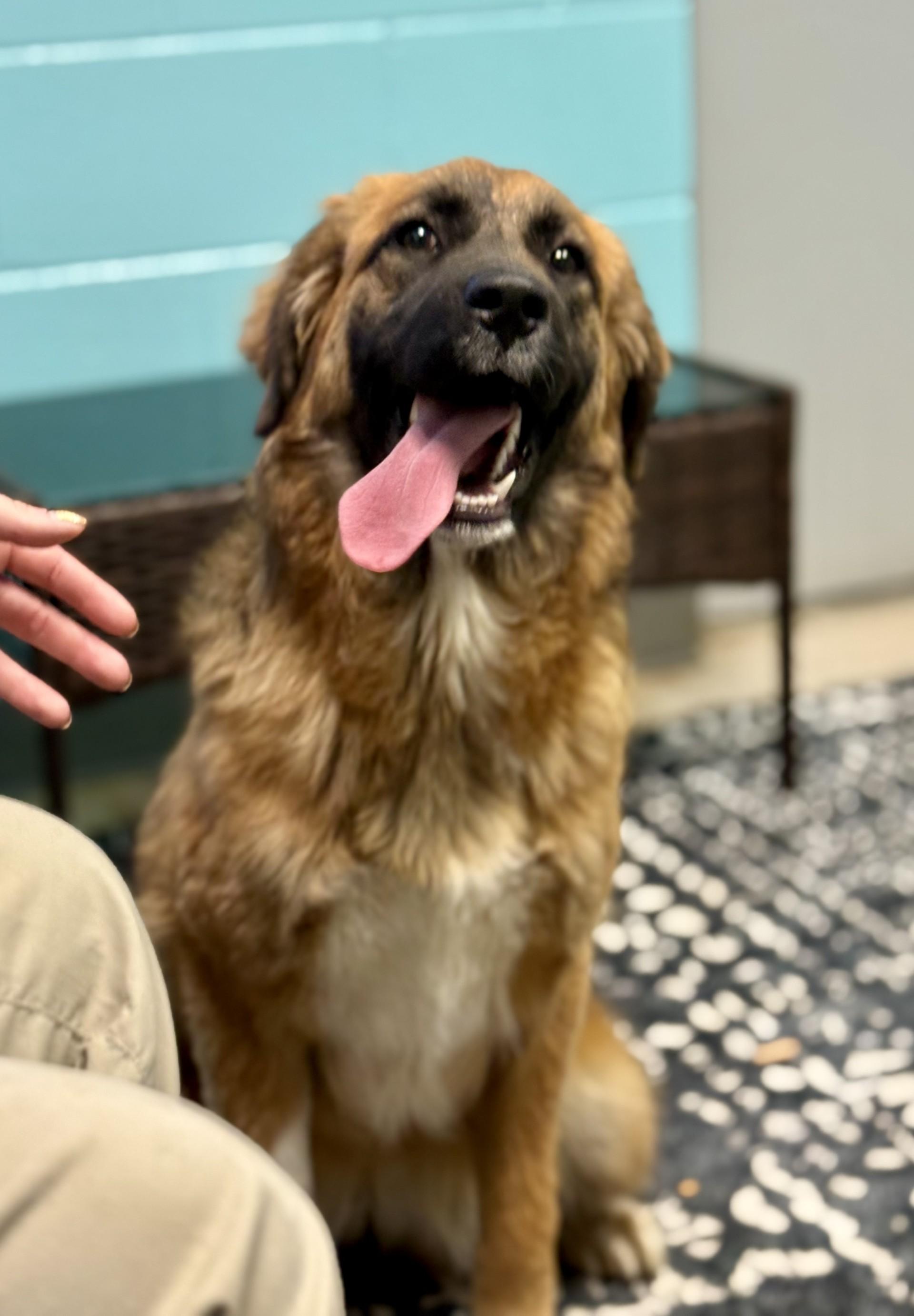 Enlarge Lilipup, an adopted mixed breed in Ashland, VA image 3/3