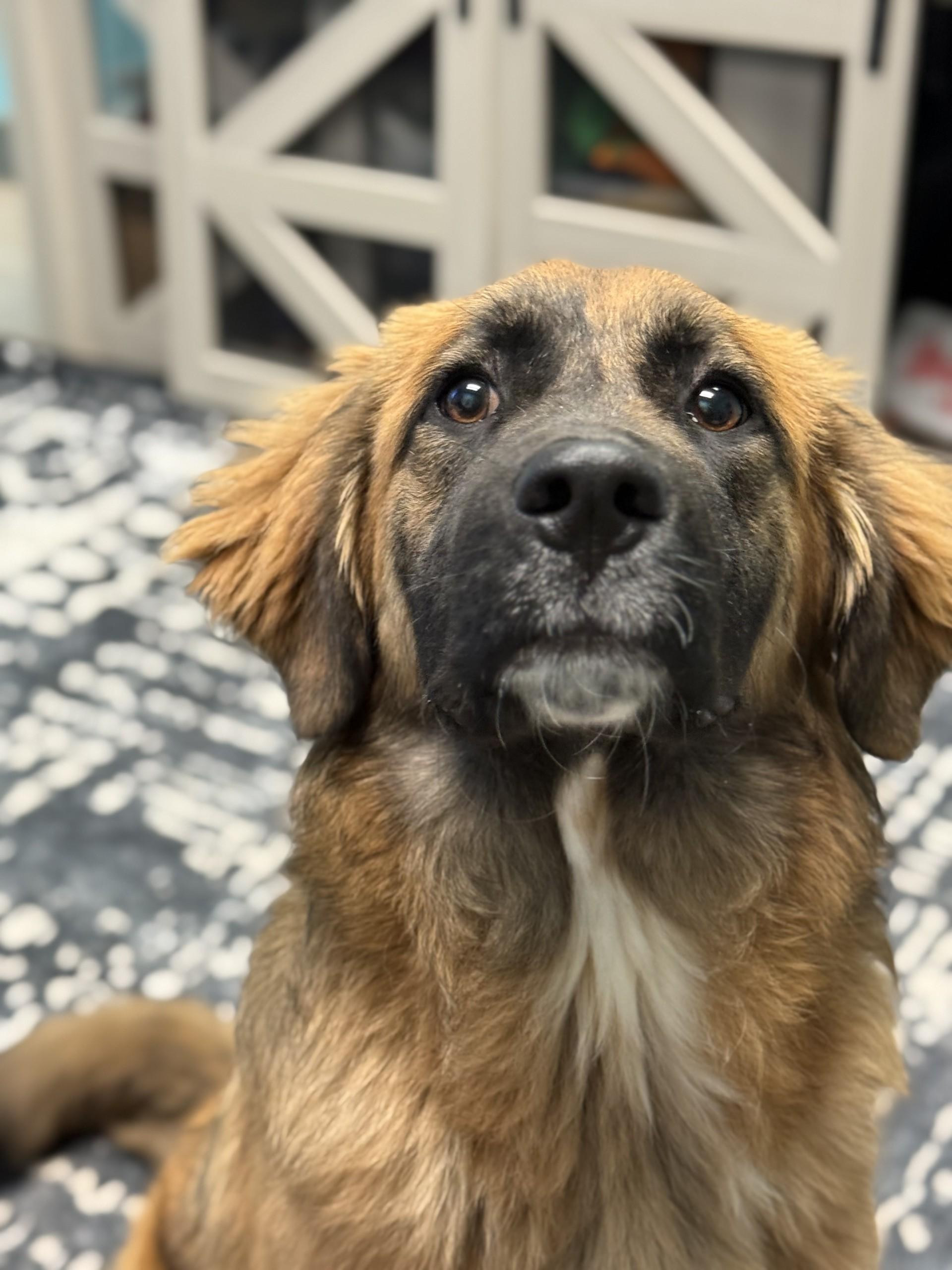 Enlarge Lilipup, an adopted mixed breed in Ashland, VA image 1/3