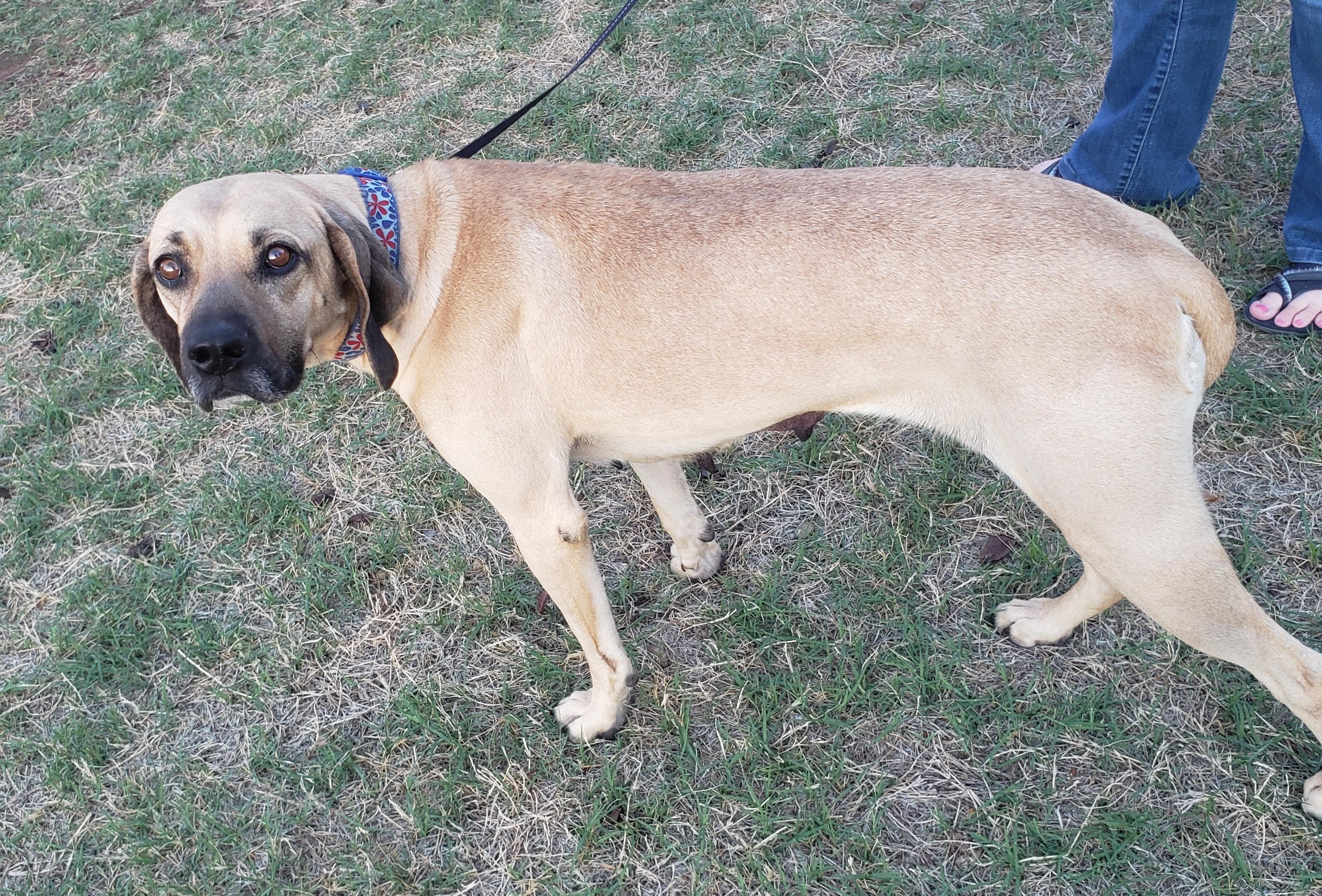 Enlarge Mama/Lady, a ADOPTABLE mixed breed in Norman, OK image 5/6