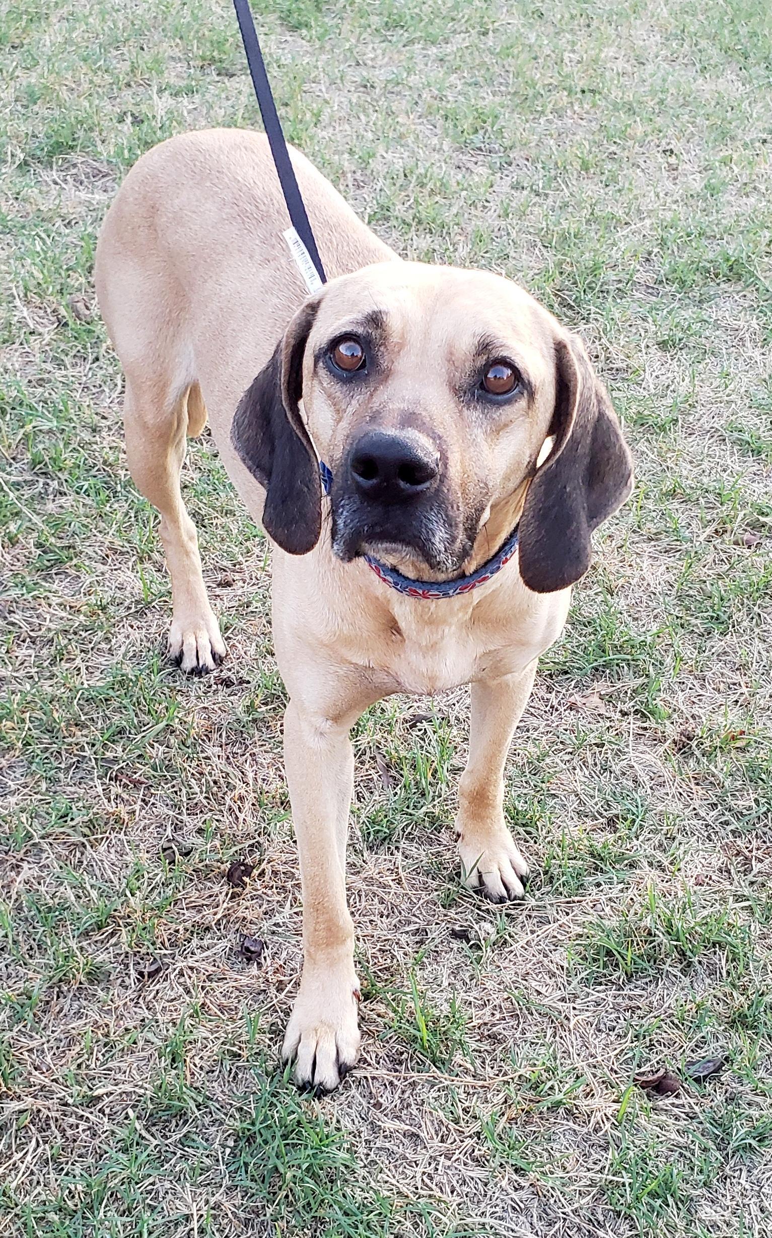 Enlarge Mama/Lady, a ADOPTABLE mixed breed in Norman, OK image 1/6
