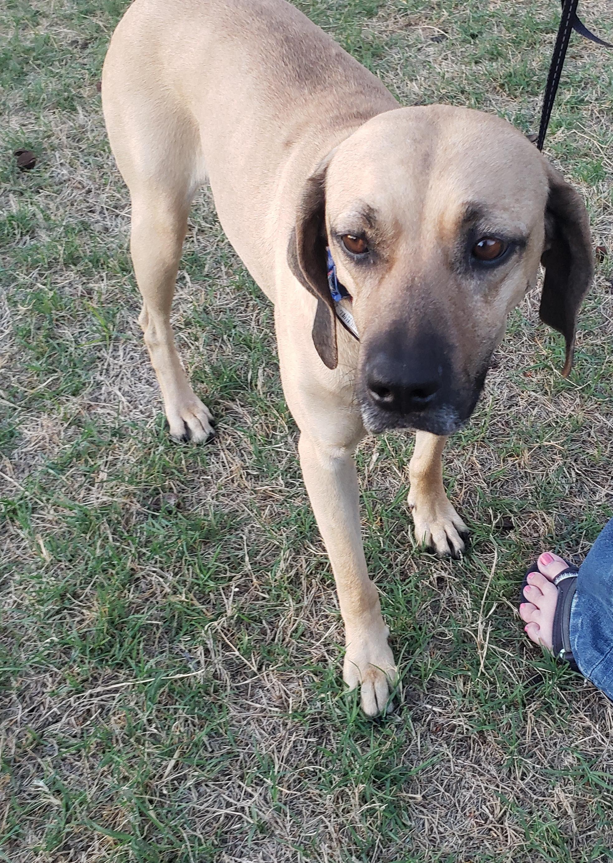 Enlarge Mama/Lady, a ADOPTABLE mixed breed in Norman, OK image 4/6