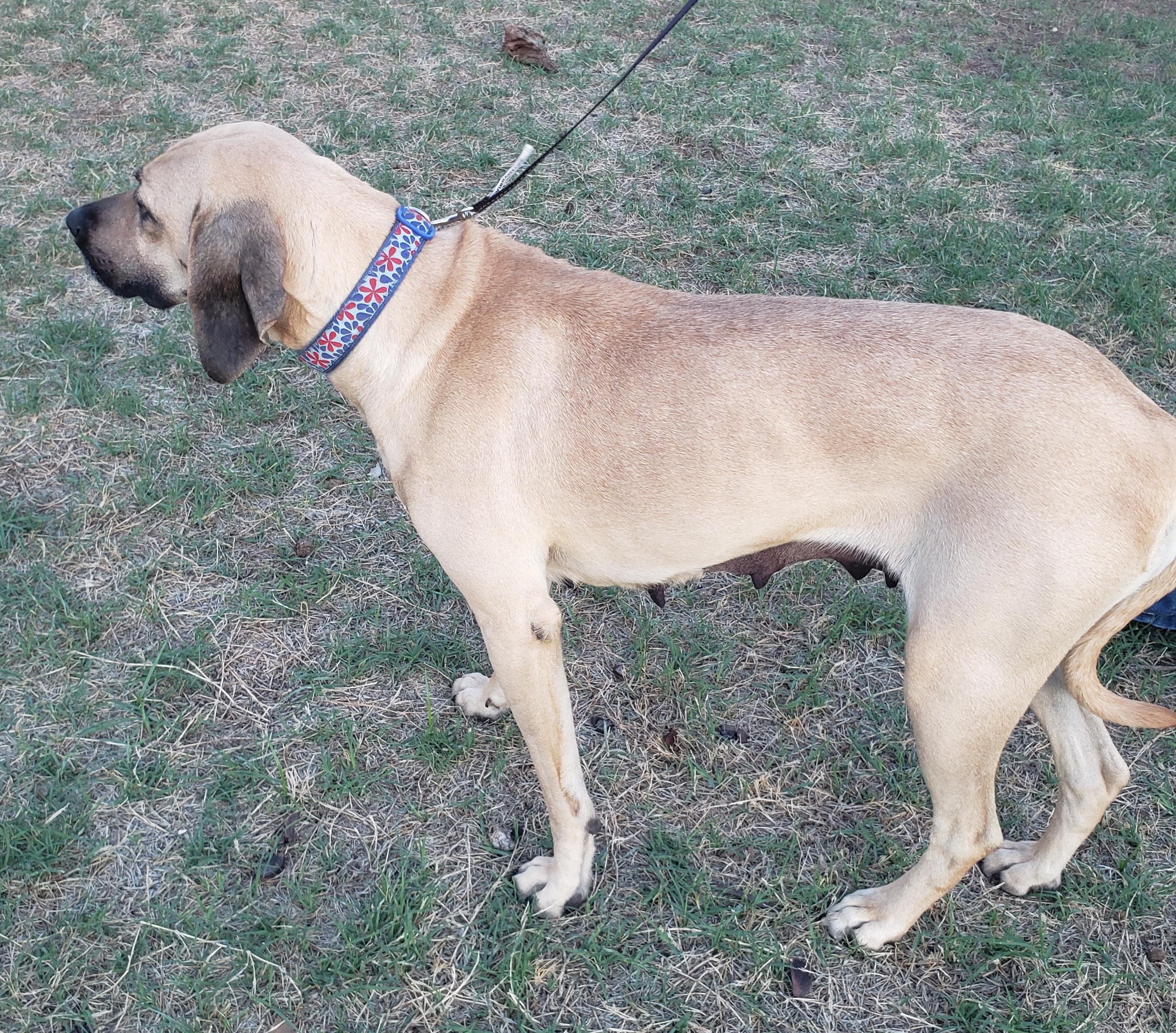 Enlarge Mama/Lady, a ADOPTABLE mixed breed in Norman, OK image 3/6