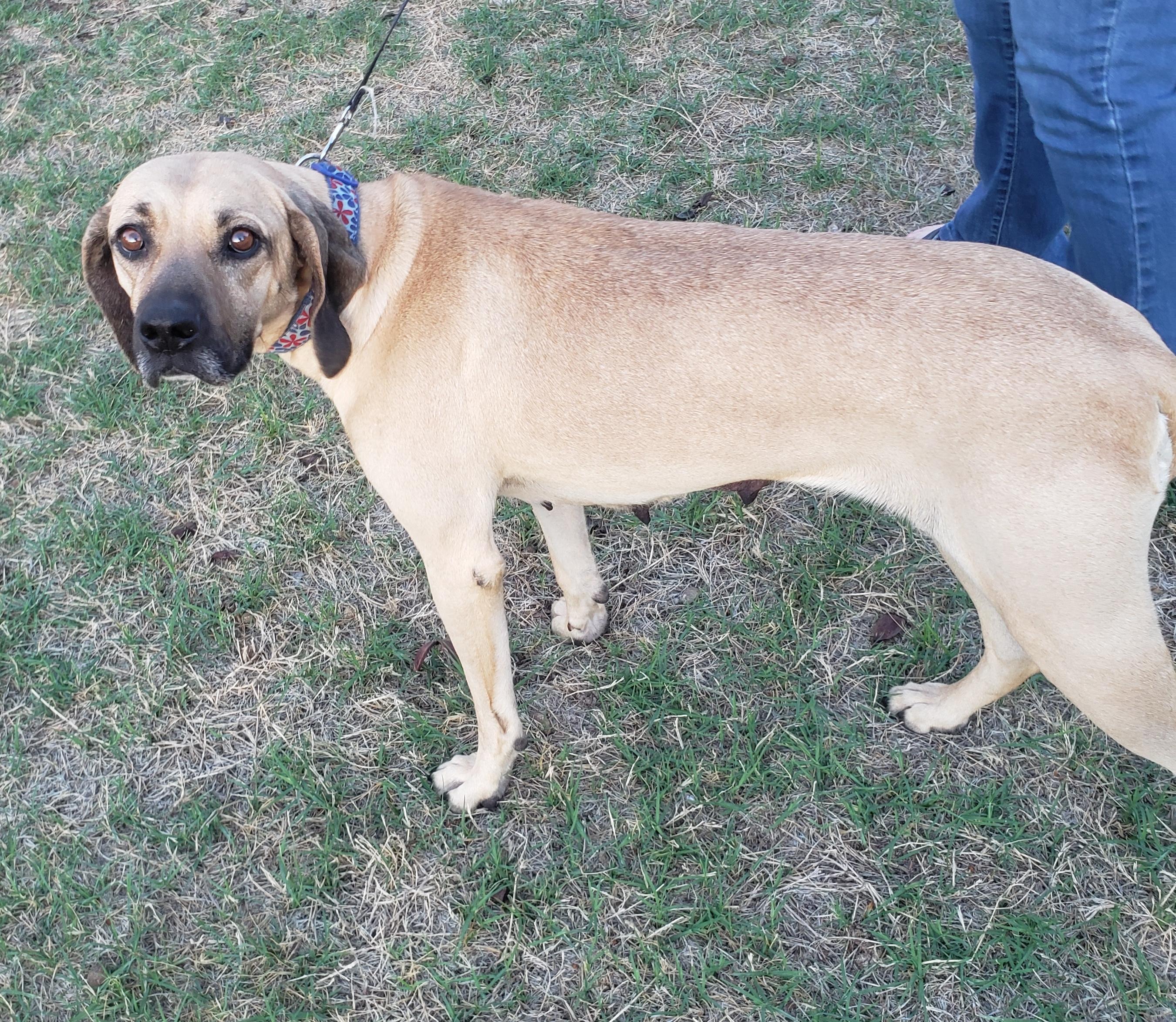 Enlarge Mama/Lady, a ADOPTABLE mixed breed in Norman, OK image 2/6