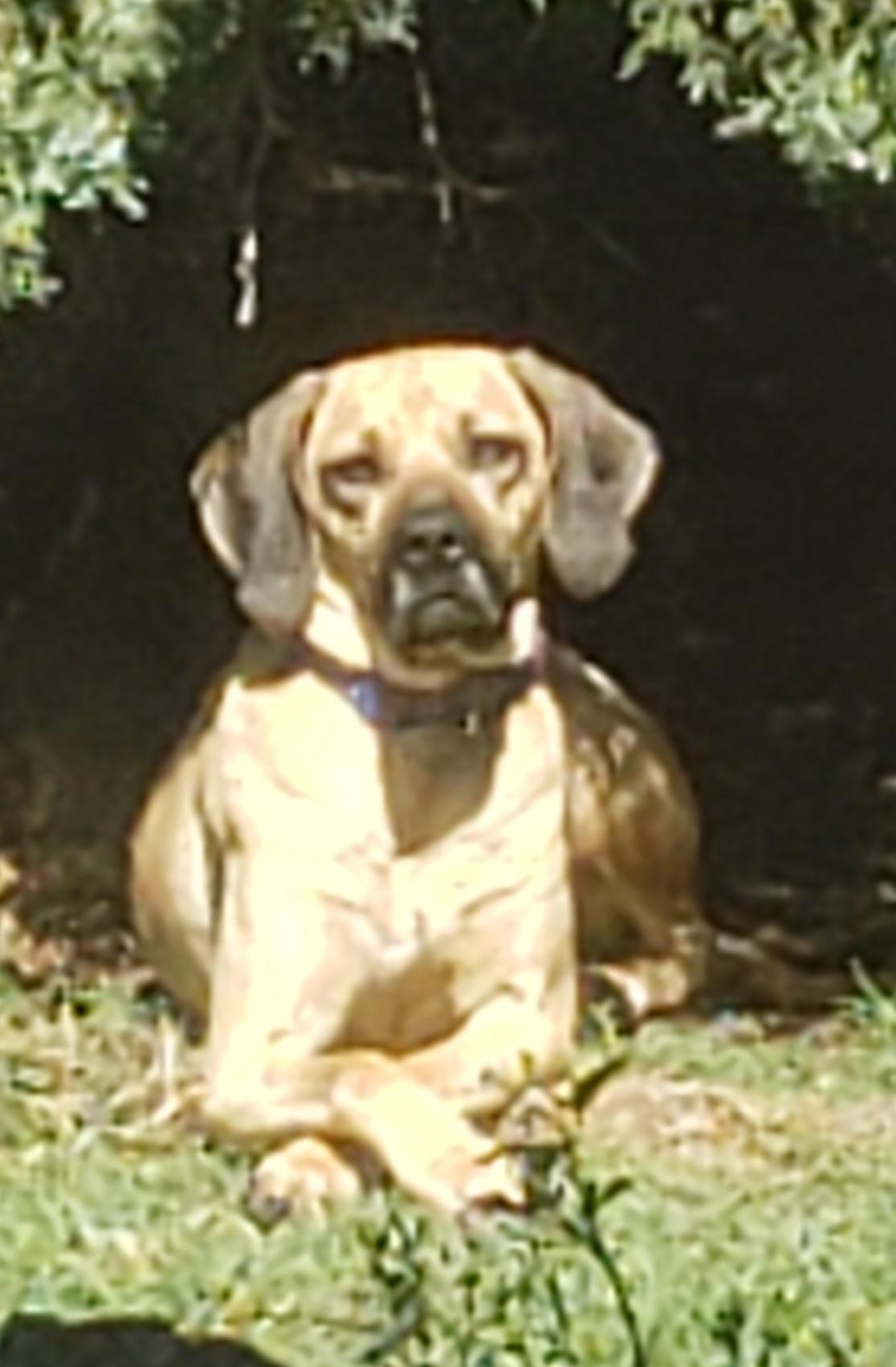 Enlarge Mama/Lady, a ADOPTABLE mixed breed in Norman, OK image 6/6
