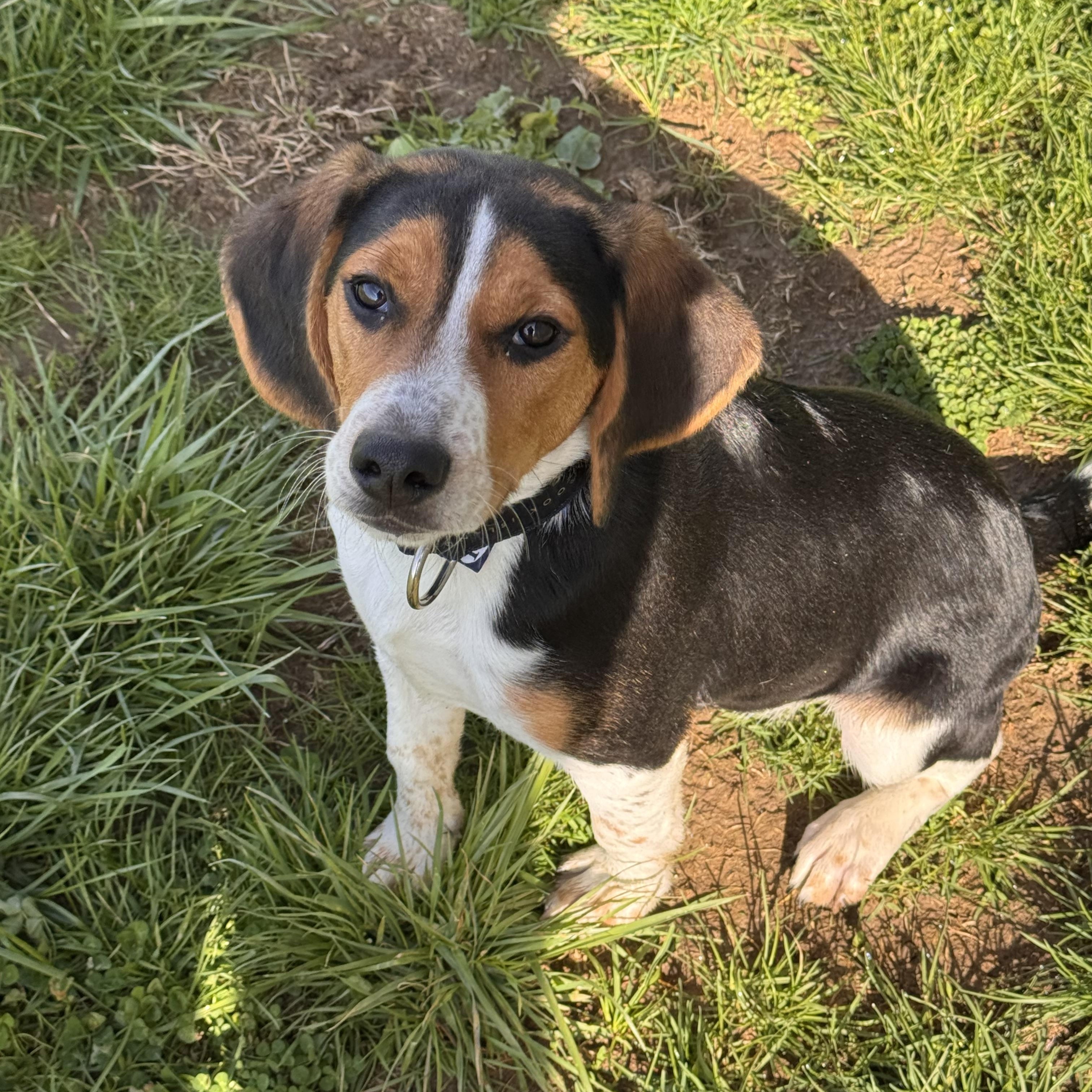 Enlarge Elmer, a ADOPTABLE Beagle in Logan, OH image 1/3