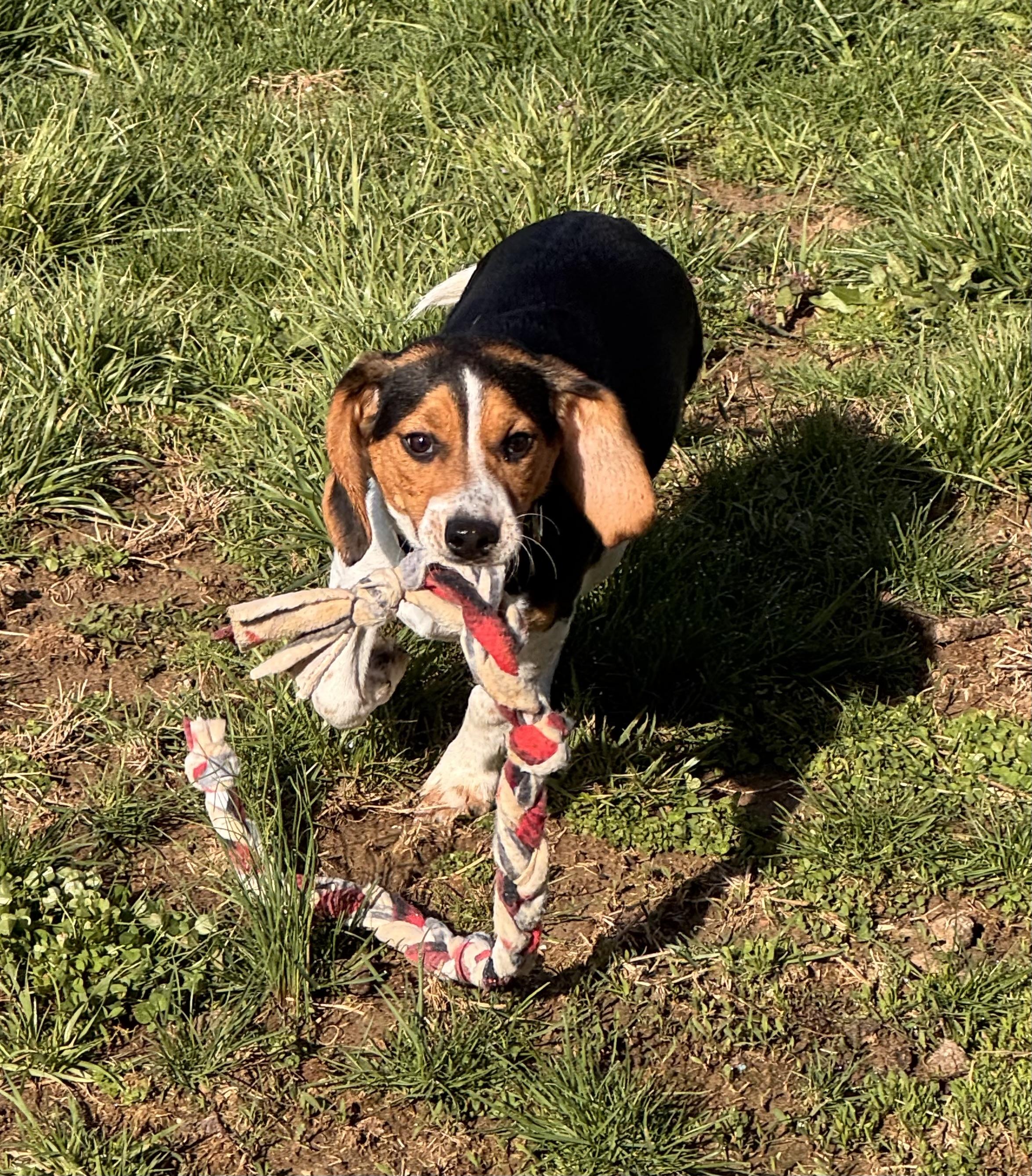 Enlarge Elmer, a ADOPTABLE Beagle in Logan, OH image 2/3