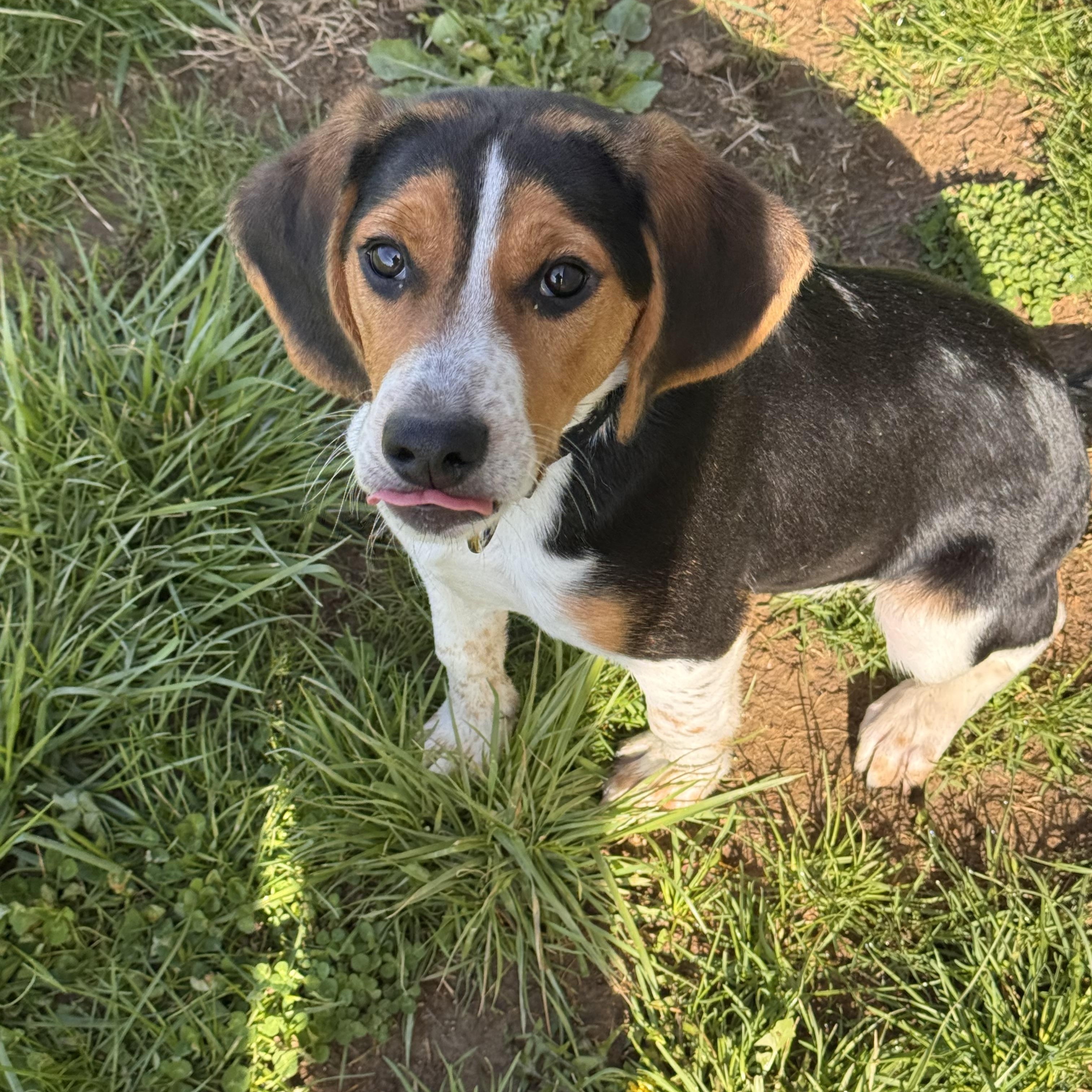 Enlarge Elmer, a ADOPTABLE Beagle in Logan, OH image 3/3