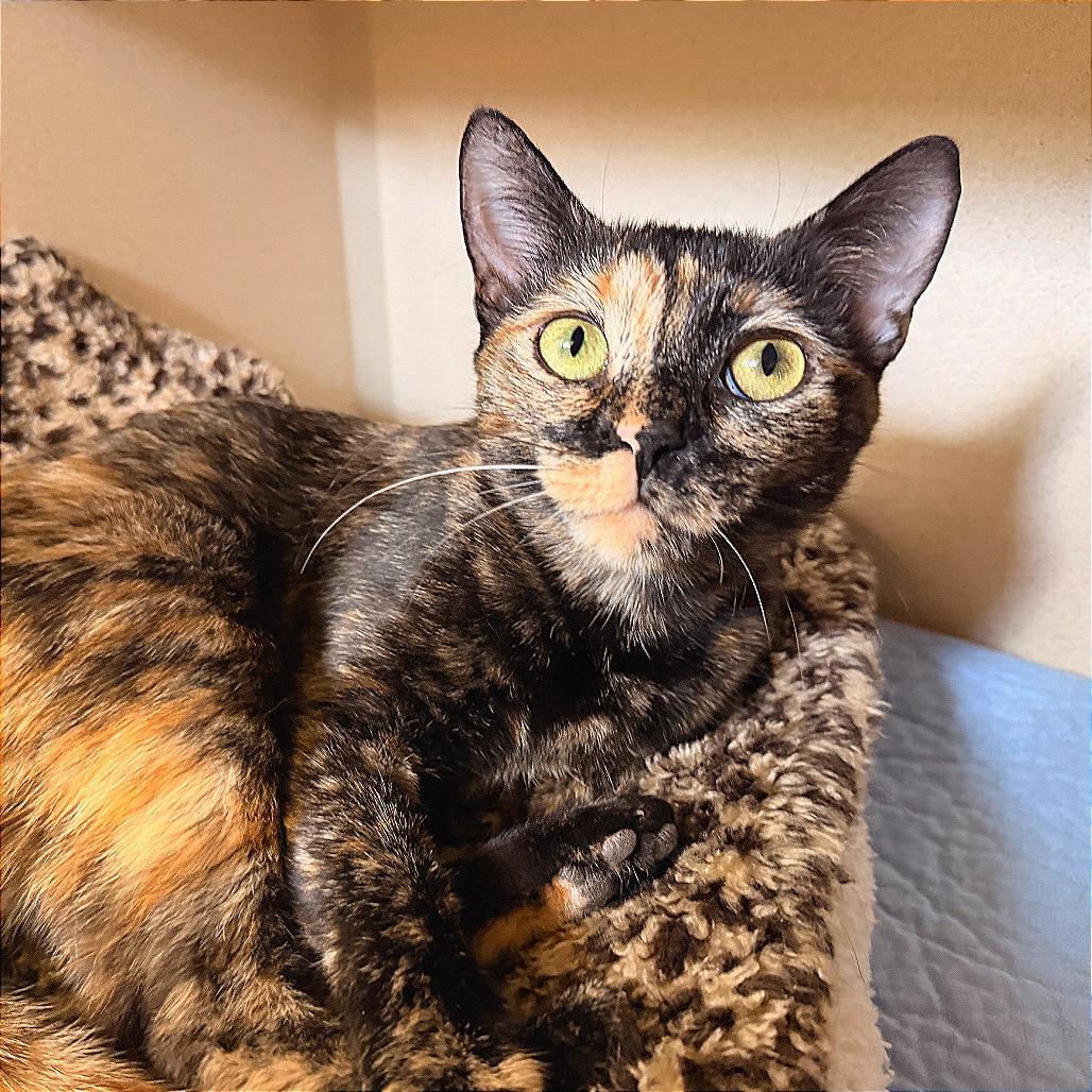 Kallie, Adoptable, Young Female Domestic Short Hair.