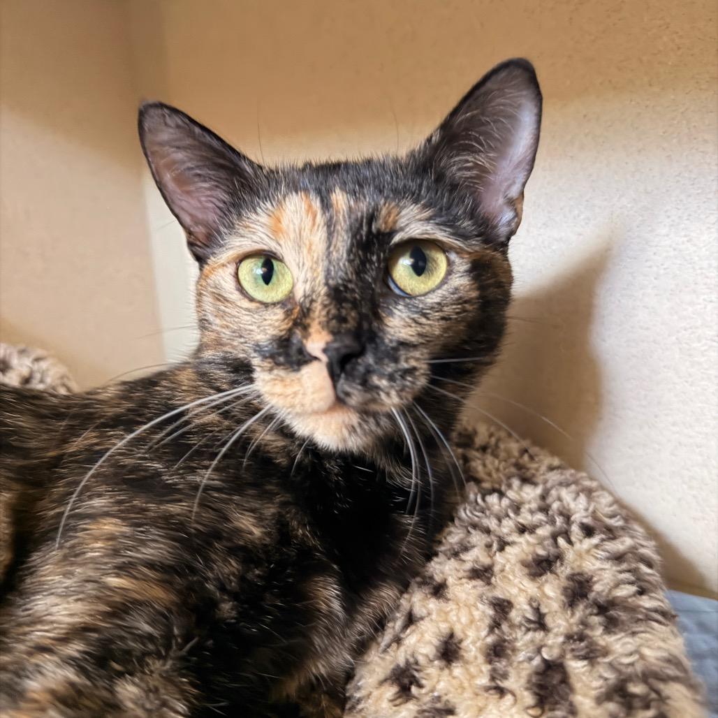 Enlarge Kallie, a Adoptable Domestic Short Hair in Pagosa Springs, CO image 2/3