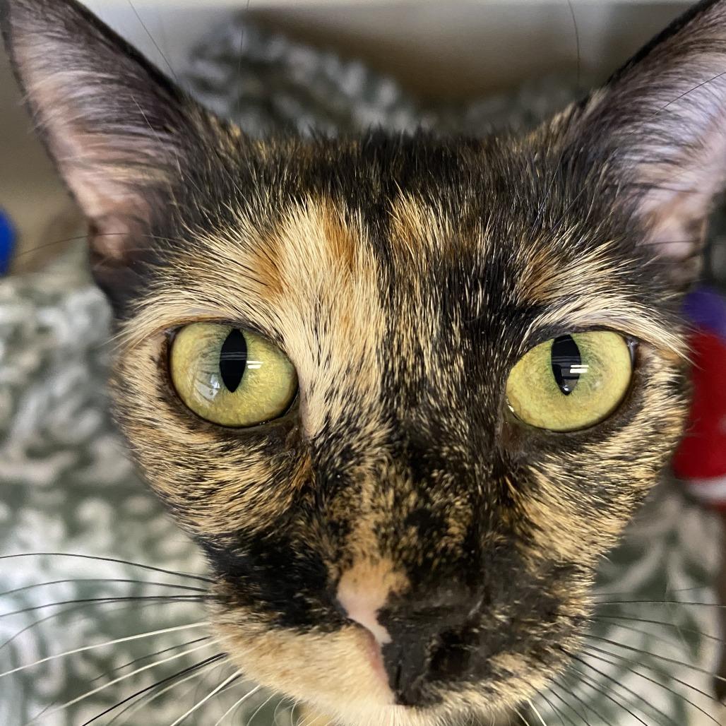Enlarge Kallie, a Adoptable Domestic Short Hair in Pagosa Springs, CO image 3/3