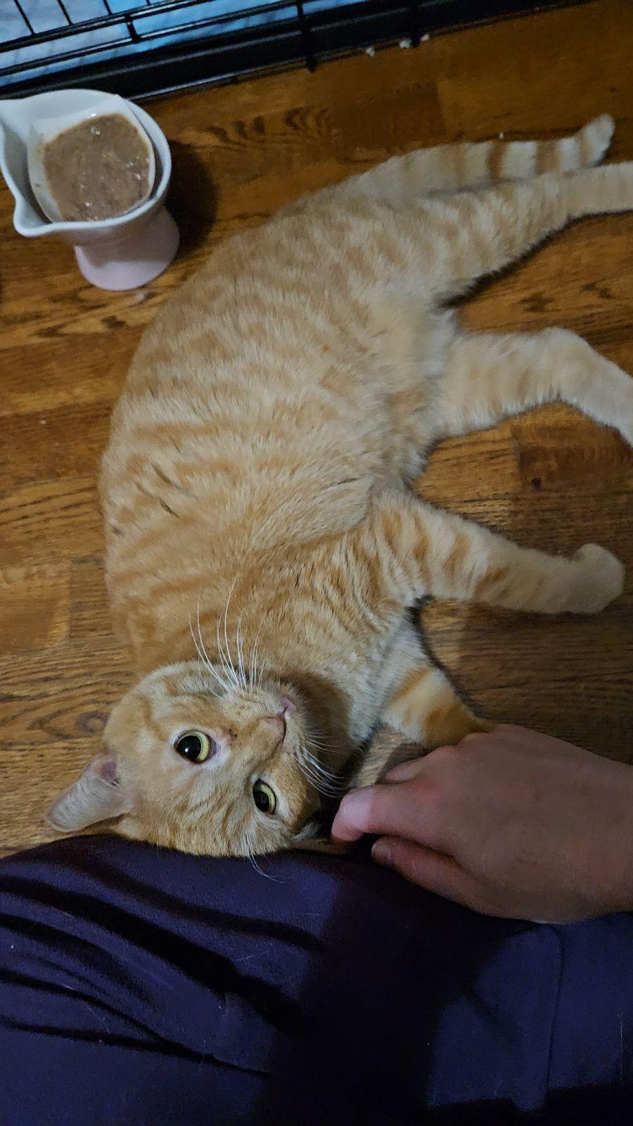 *Mimosa, Adoptable, Adult Female Domestic Short Hair.