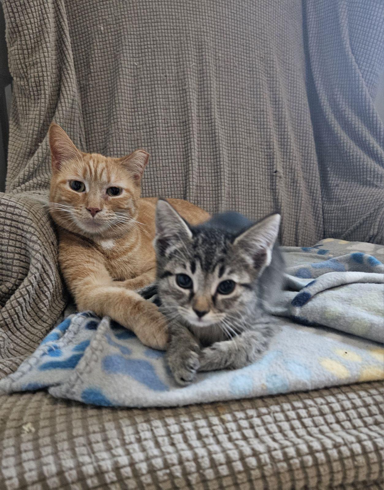 Enlarge *Mimosa, a Adoptable Domestic Short Hair in Forest, VA image 2/3