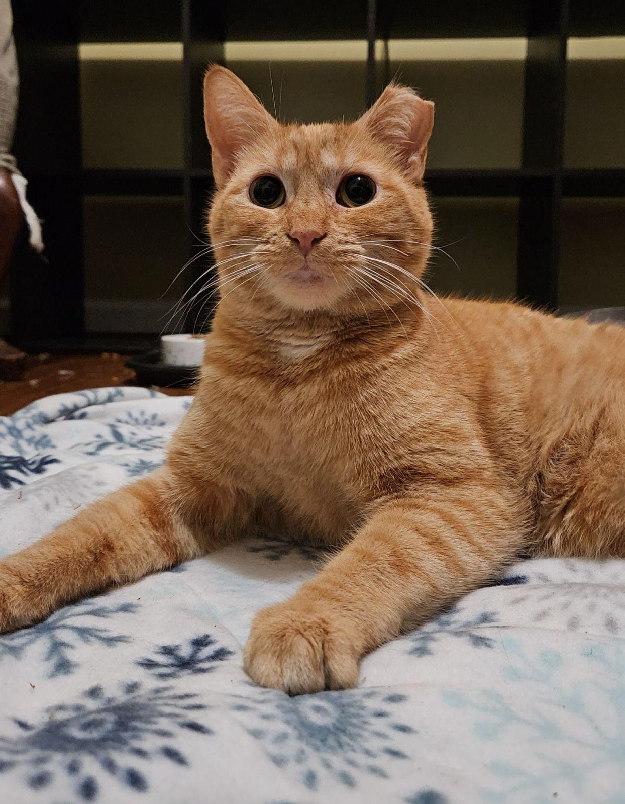 Enlarge *Mimosa, a Adoptable Domestic Short Hair in Forest, VA image 3/3