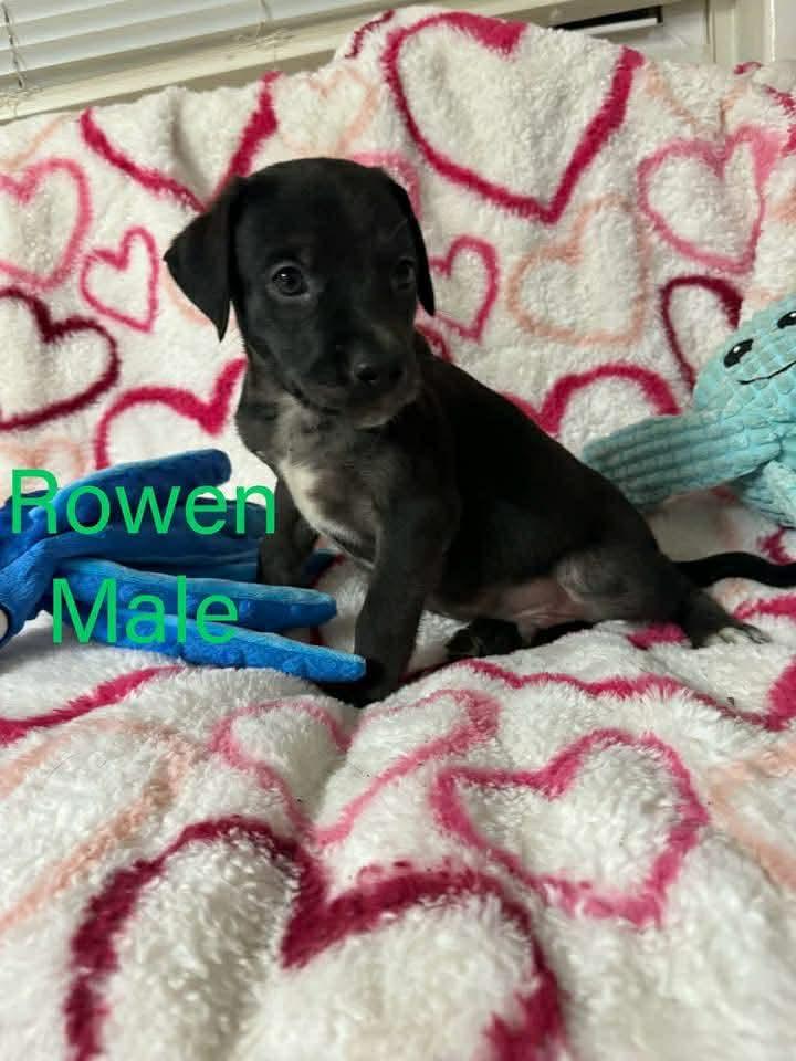 ROWAN, Adoptable, Young Male Labrador Retriever.