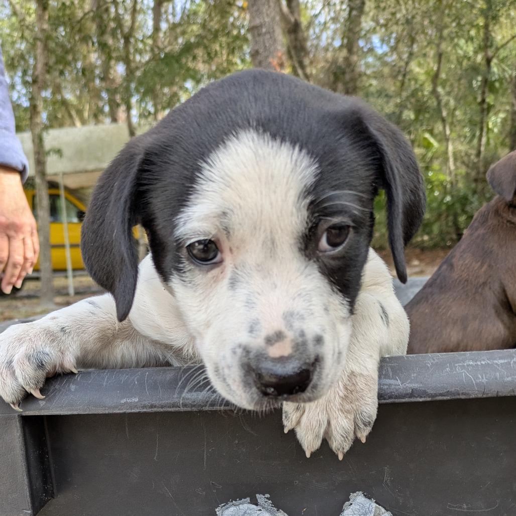 Katharine Hepburn, Adoptable, Puppy Female Mixed Breed.