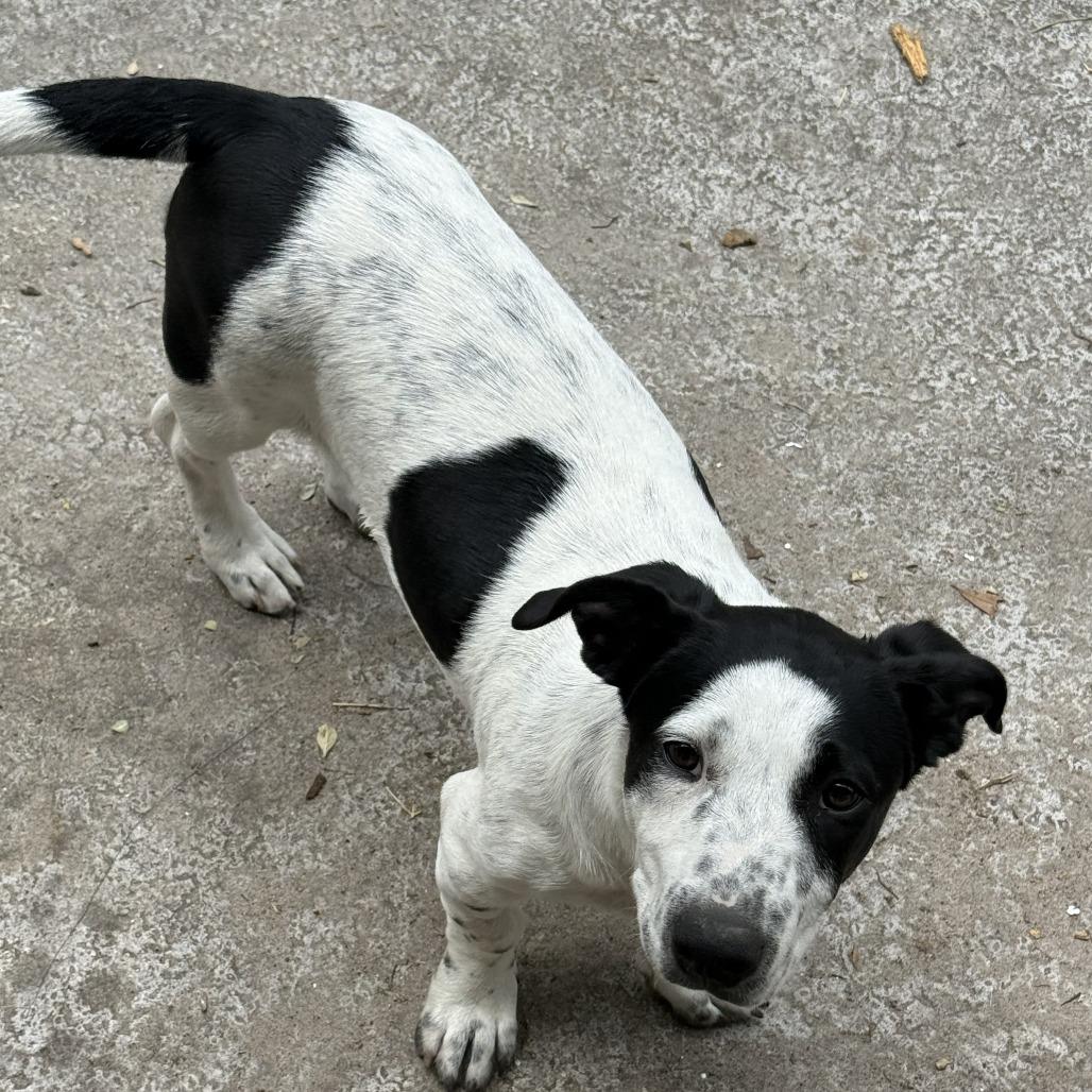 Enlarge Katharine Hepburn, a Adoptable Mixed Breed in Williston, FL image 2/2