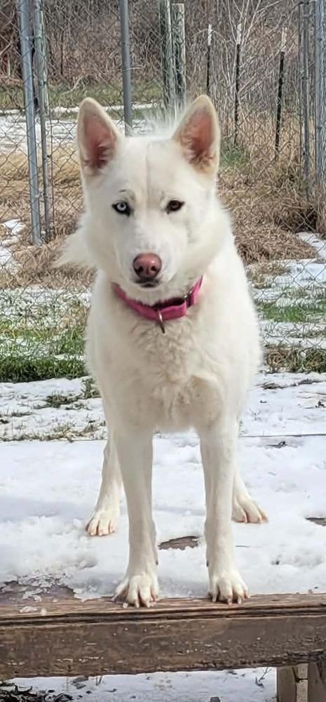Enlarge Cleo, a Adoptable Siberian Husky in Corsicana, TX image 1/6