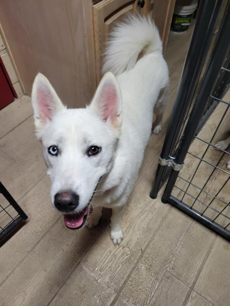Enlarge Cleo, a Adoptable Siberian Husky in Corsicana, TX image 1/1