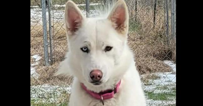 Cleo, a Adoptable Siberian Husky in Hutto, TX image 2/6