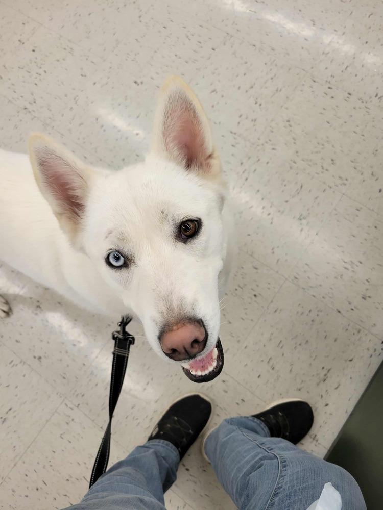 Enlarge Cleo, a Adoptable Siberian Husky in Corsicana, TX image 2/4