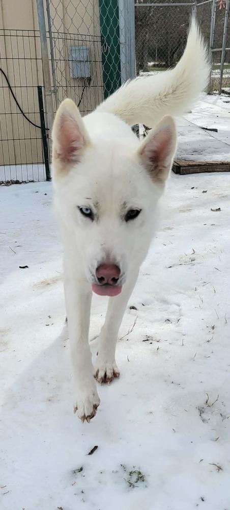 Enlarge Cleo, a Adoptable Siberian Husky in Corsicana, TX image 5/6
