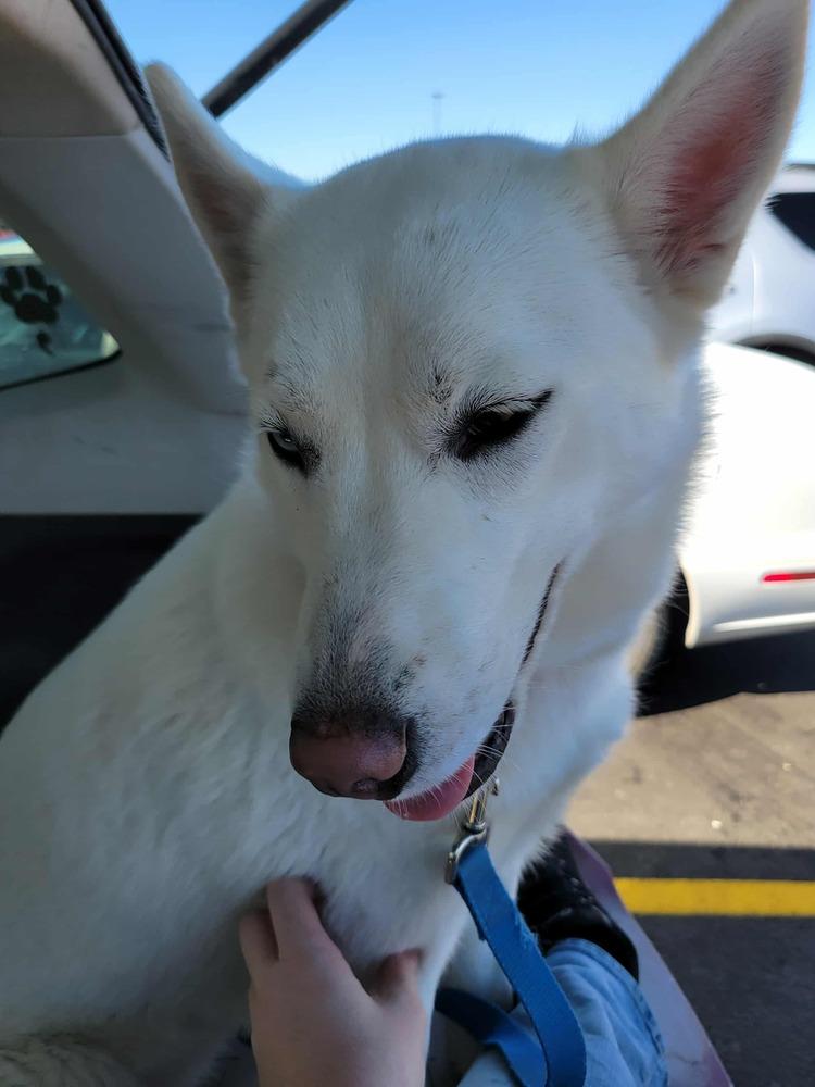Enlarge Cleo, a Adoptable Siberian Husky in Corsicana, TX image 4/4