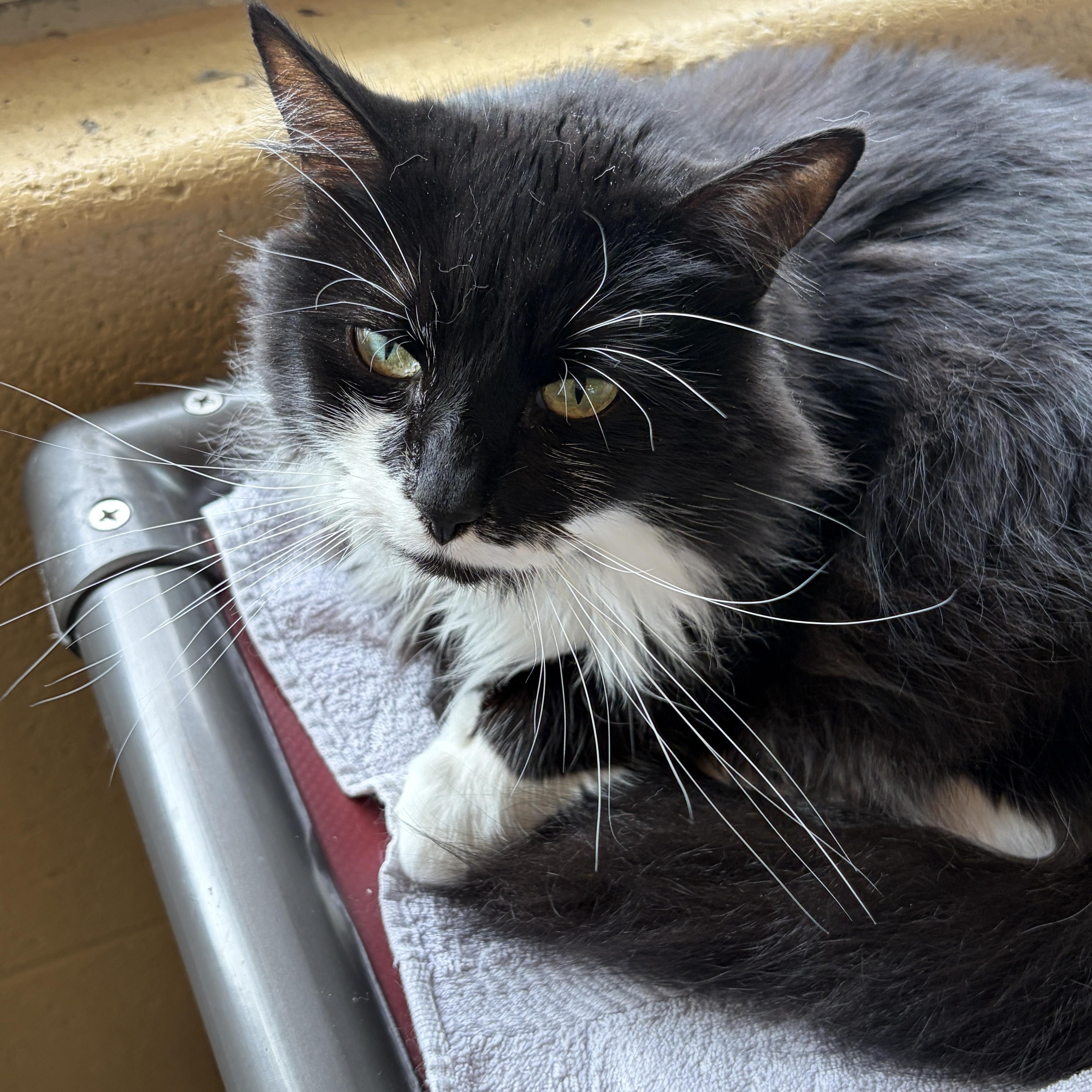 Daffy, Adoptable, Adult Female Domestic Long Hair.