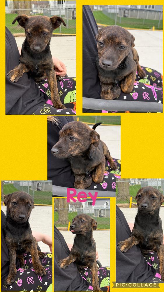 Enlarge Rey, a Adoptable mixed breed in South Bend, IN image 1/6