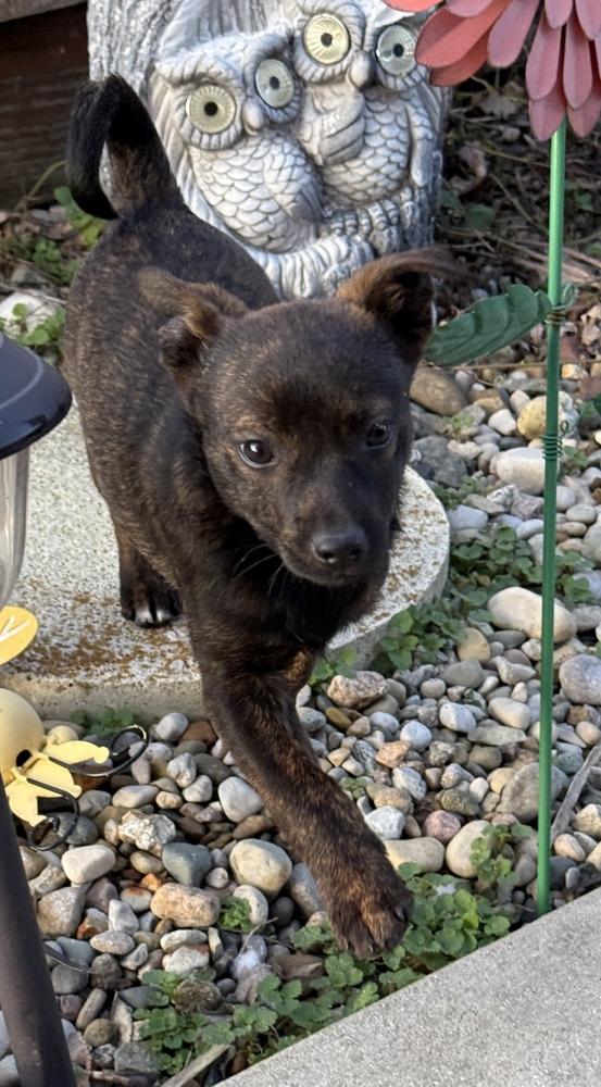 Enlarge Rey, a Adoptable mixed breed in South Bend, IN image 2/6