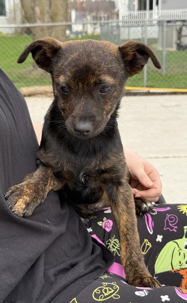 Enlarge Rey, a Adoptable mixed breed in South Bend, IN image 3/6