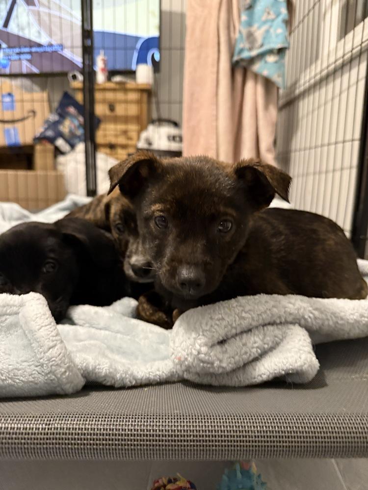 Enlarge Rey, a Adoptable mixed breed in South Bend, IN image 4/6