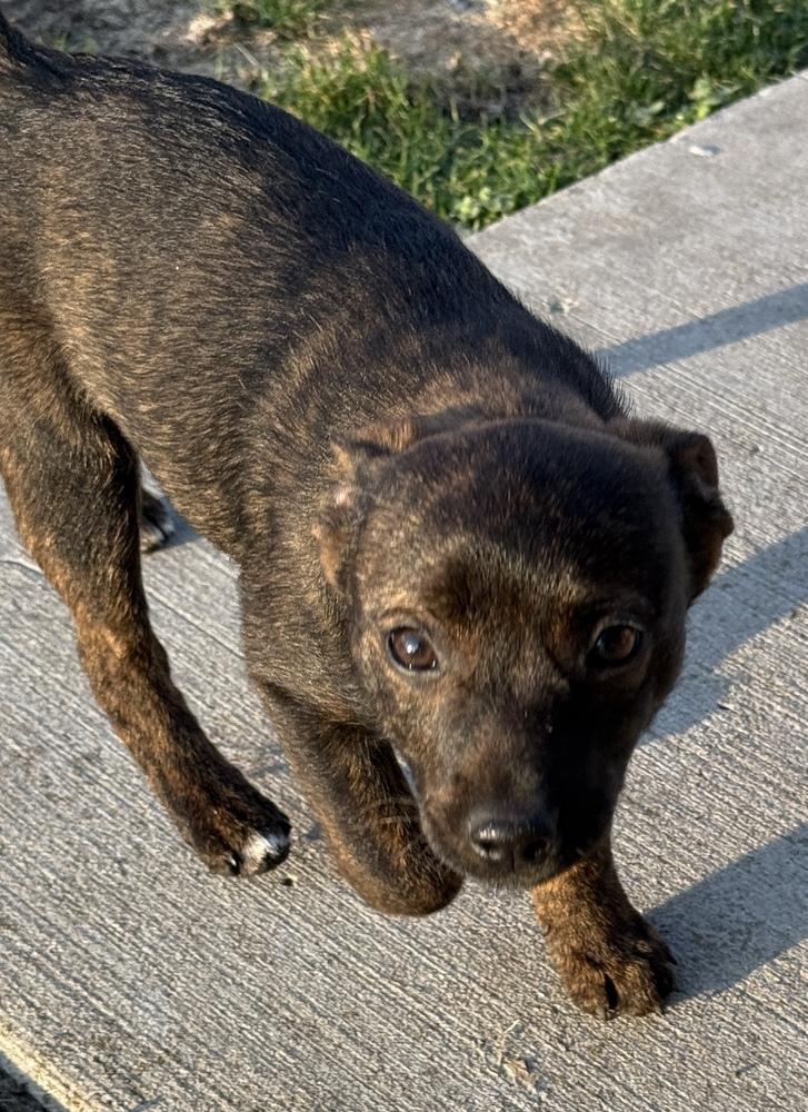 Enlarge Rey, a Adoptable mixed breed in South Bend, IN image 5/6