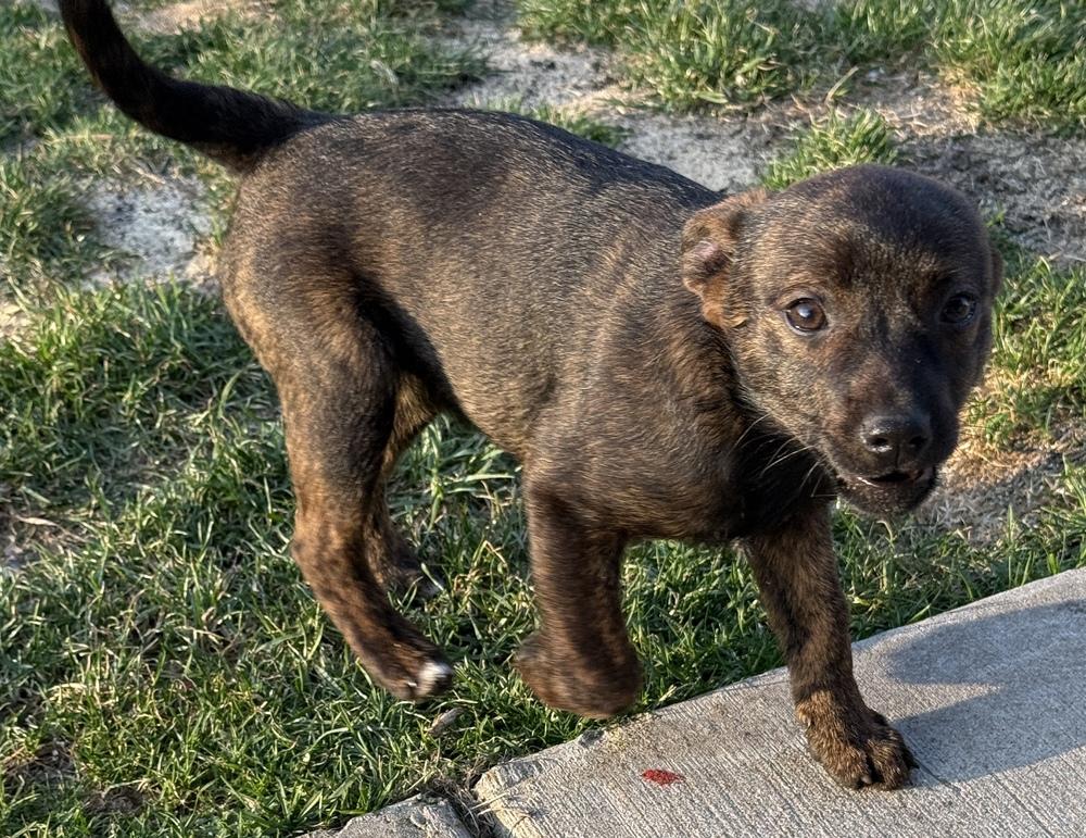 Enlarge Rey, a Adoptable mixed breed in South Bend, IN image 6/6