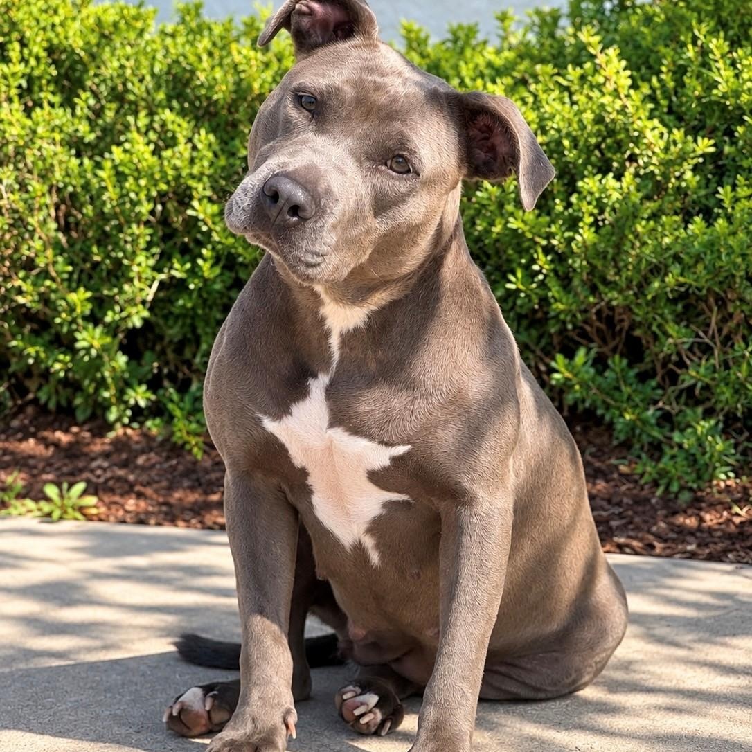 Enlarge Barbara, a ADOPTABLE Pit Bull Terrier in Syosset, NY image 1/1